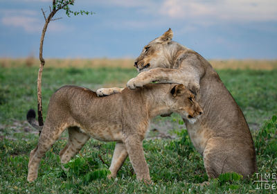 Lion Play